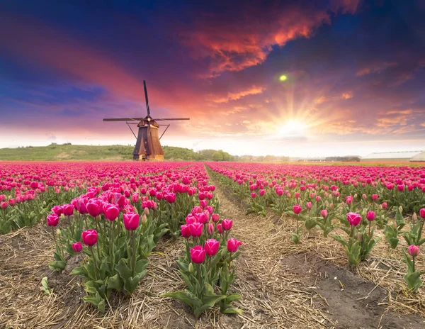 Paisaje con tulipanes, molinos de viento holandeses tradicionales y casas cerca del canal en Zaanse Schans, Países Bajos, Europa. — Foto de Stock