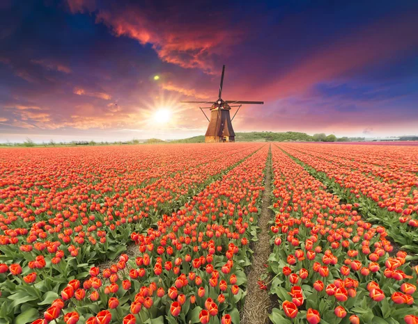 Landskap med tulpaner, traditionella holländska väderkvarnar och hus nära kanalen i Zaanse Schans, Nederländerna, Europa. — Stockfoto