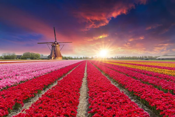Paysage avec tulipes, moulins à vent hollandais traditionnels et maisons près du canal à Zaanse Schans, Pays-Bas, Europe. — Photo