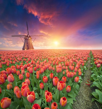 Lale çiftlikte dramatik bahar sahne. Renkli günbatımı Hollanda, Europe.