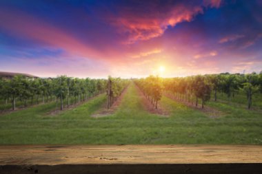 Gün batımında kırsalda olgunlaşmış üzümlerle dolu bir bağ.