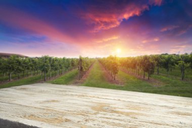 Gün batımında kırsalda olgunlaşmış üzümlerle dolu bir bağ.