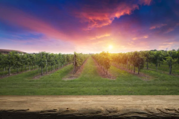 Viñedo Con Uvas Maduras Campo Atardecer — Foto de Stock