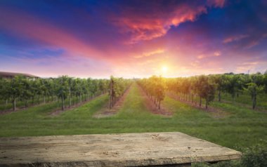 Gün batımında kırsalda olgunlaşmış üzümlerle dolu bir bağ.