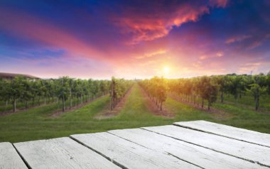 Gün batımında kırsalda olgunlaşmış üzümlerle dolu bir bağ.