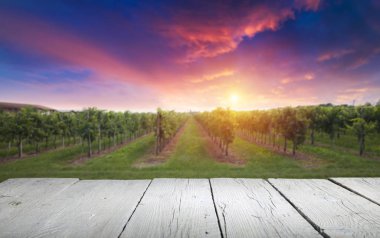 Gün batımında kırsalda olgunlaşmış üzümlerle dolu bir bağ.