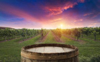 Gün batımında kırsalda olgunlaşmış üzümlerle dolu bir bağ.