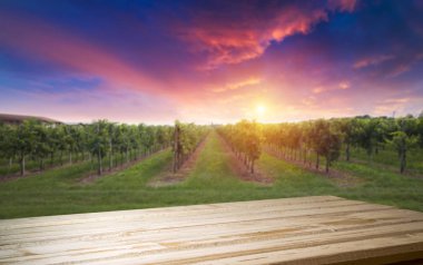 Gün batımında kırsalda olgunlaşmış üzümlerle dolu bir bağ.