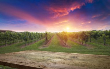 Gün batımında kırsalda olgunlaşmış üzümlerle dolu bir bağ.