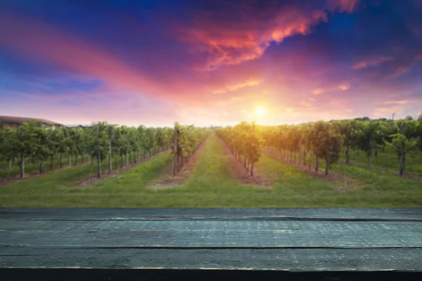 Viñedo Con Uvas Maduras Campo Atardecer — Foto de Stock