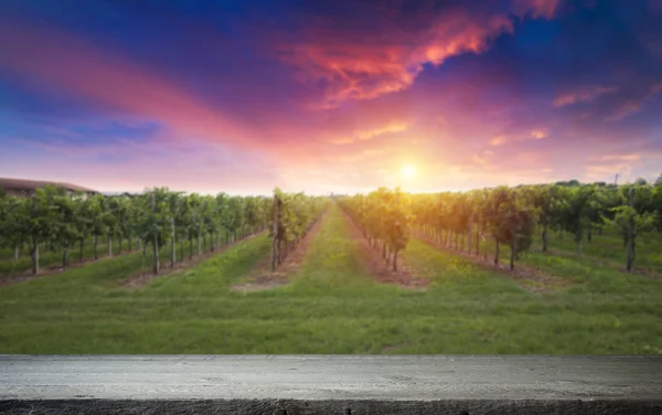 Vineyard Ripe Grapes Countryside Sunset — Stock Photo, Image
