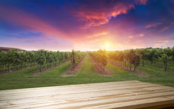 Gün batımında kırsalda olgunlaşmış üzümlerle dolu bir bağ.