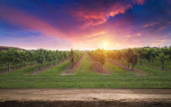 Vineyard Ripe Grapes Countryside Sunset Stock Picture