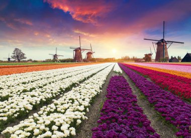 Lale çiftlikte dramatik bahar sahne. Renkli günbatımı Hollanda, Europe.