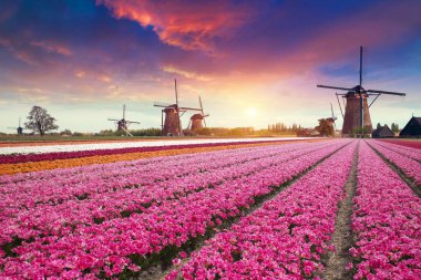 Lale çiftlikte dramatik bahar sahne. Renkli günbatımı Hollanda, Europe.