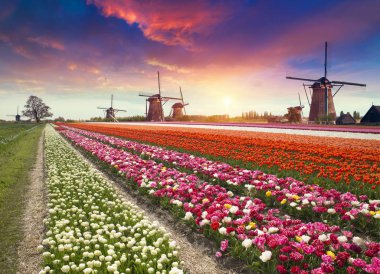 Lale çiftlikte dramatik bahar sahne. Renkli günbatımı Hollanda, Europe.