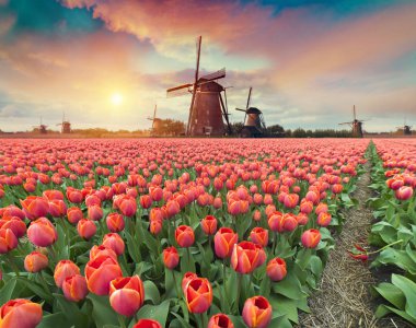Lale çiftlikte dramatik bahar sahne. Renkli günbatımı Hollanda, Europe.