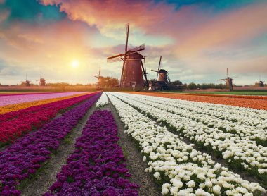Lale çiftlikte dramatik bahar sahne. Renkli günbatımı Hollanda, Europe.