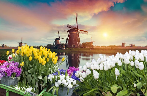 Lale çiftlikte dramatik bahar sahne. Renkli günbatımı Hollanda, Europe.