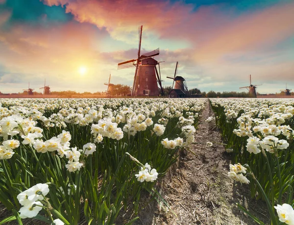 Sceny Dramatyczne Wiosną Tulip Farm Kolorowy Zachód Słońca Holandii Europie — Zdjęcie stockowe