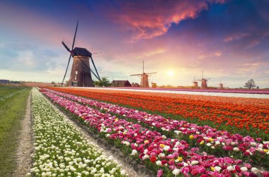 Lale çiftlikte dramatik bahar sahne. Renkli günbatımı Hollanda, Europe.