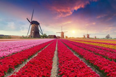 Lale çiftlikte dramatik bahar sahne. Renkli günbatımı Hollanda, Europe.