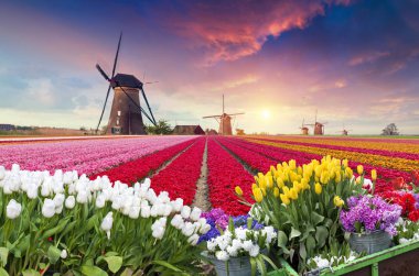 Lale çiftlikte dramatik bahar sahne. Renkli günbatımı Hollanda, Europe.