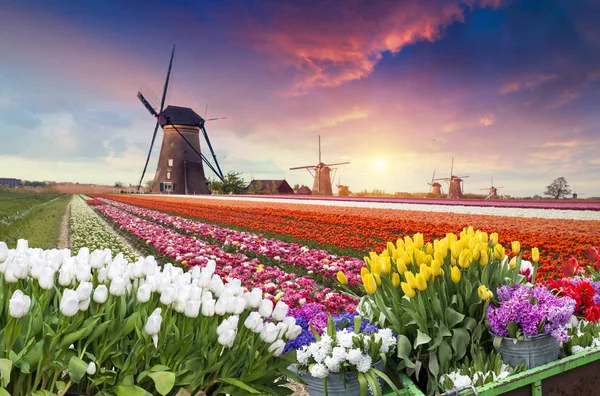 Dramatische Frühlingsszene Auf Der Tulpenfarm Farbenfroher Sonnenuntergang Den Niederlanden Europa — Stockfoto