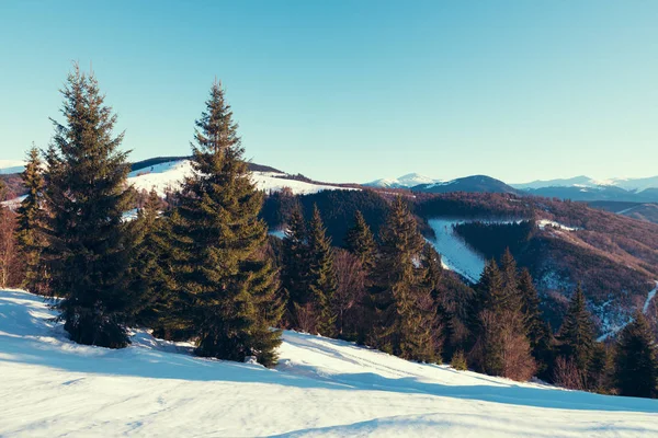 Güzel kış panorama taze kar kar ile. Çam ağaçları, mavi gökyüzü güneş ışığı ve renkli bulutlar ve arka plan üzerinde yüksek dağ ile manzara — Stok fotoğraf