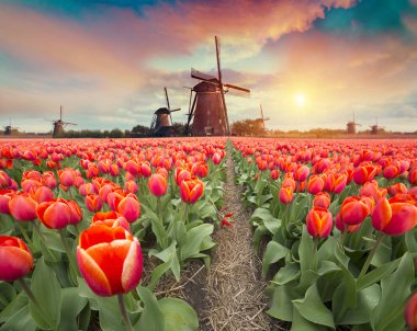 Lale çiftlikte dramatik bahar sahne. Renkli günbatımı Hollanda, Europe.