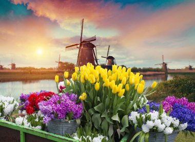 Lale çiftlikte dramatik bahar sahne. Renkli günbatımı Hollanda, Europe.
