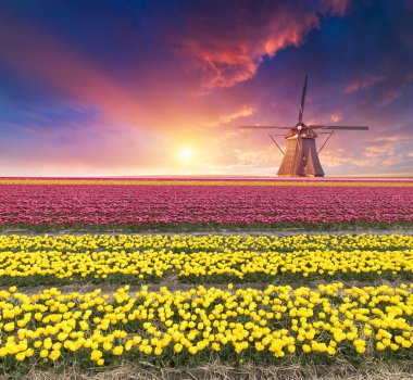 Laleli manzara, geleneksel yel değirmenleri ve Zaanse Schans, Hollanda, Avrupa 'daki kanal yakınlarındaki evler.