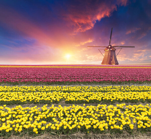 Пейзаж с тюльпанами, традиционные голландские ветряные мельницы и дома рядом с каналом в Zaanse Schans, Нидерланды, Европа.