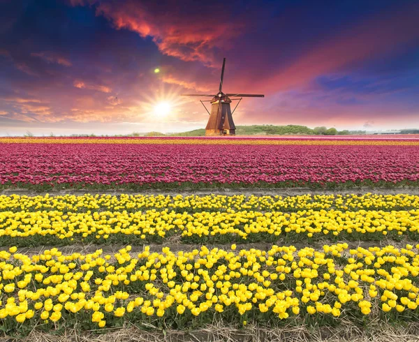 Paisaje con tulipanes, molinos de viento holandeses tradicionales y casas cerca del canal en Zaanse Schans, Países Bajos, Europa. — Foto de Stock