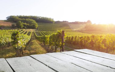 Olgun Şaraplık üzüm Toskana, İtalya üzerinde. Güzel şarap çiftlik, üzüm bağı. Gün batımı ılık ışık
