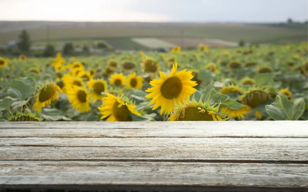 Asse di legno vuota con sfondo campo di girasole — Foto Stock