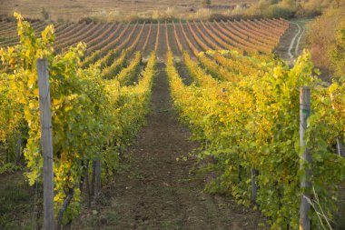 Chianti, Toskana, İtalya 'da üzüm bağında beyaz şarap
