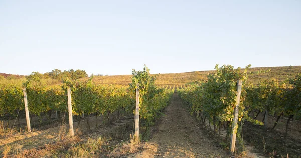 Vino blanco con barril en viñedo en Chianti, Toscana, Italia — Foto de Stock