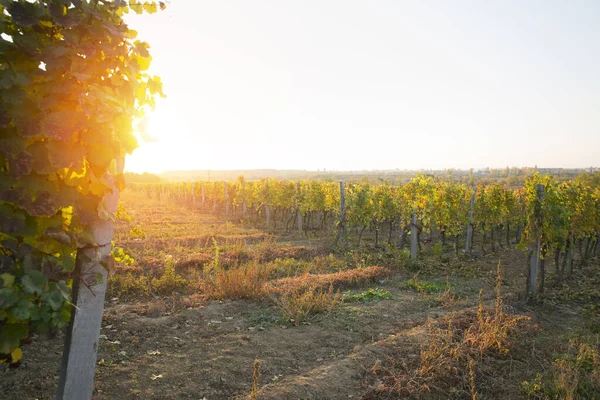 白ワインと樽のブドウ畑でChianti,トスカーナ州,イタリア — ストック写真
