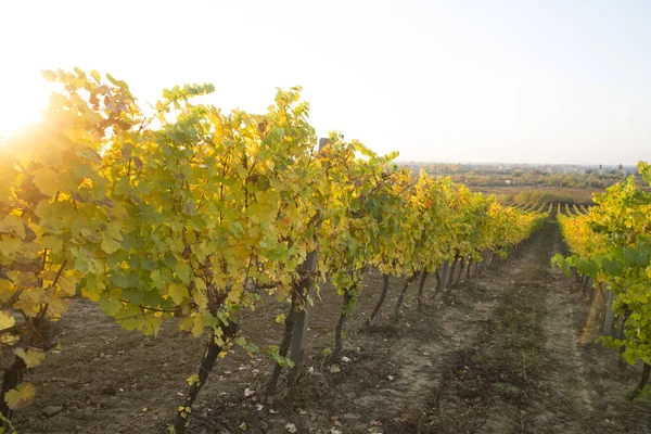 Vino blanco con barril en viñedo en Chianti, Toscana, Italia — Foto de Stock