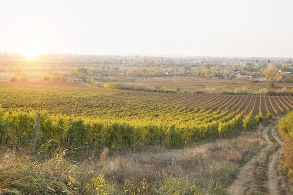 Vino blanco con barril en viñedo en Chianti, Toscana, Italia — Foto de Stock