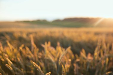 Buğday tarlası ve güneşli mavi gökyüzü.