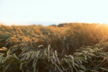 Buğday tarlası ve güneşli mavi gökyüzü.