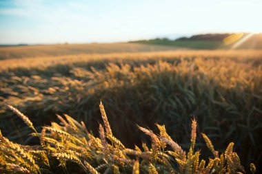 Buğday tarlası ve güneşli mavi gökyüzü.