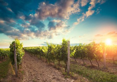 Günbatımında Avusturya, Avrupa 'da Suedsteirische adında güney Styrian asma yolu boyunca manzara bağları.