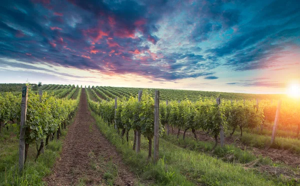 Scenery Vineyard South Styrian Vine Route Named Suedsteirische Weinstrasse Austria — Stock Photo, Image