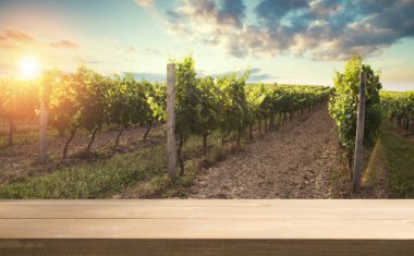 Günbatımında Avusturya, Avrupa 'da Suedsteirische adında güney Styrian asma yolu boyunca manzara bağları.