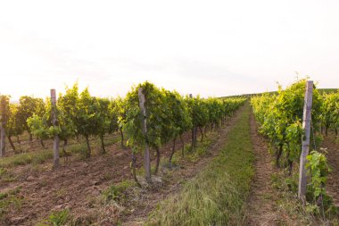 Günbatımında Avusturya, Avrupa 'da Suedsteirische adında güney Styrian asma yolu boyunca manzara bağları.
