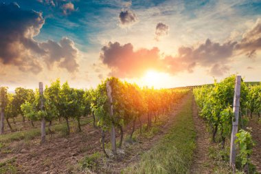 Günbatımında Avusturya, Avrupa 'da Suedsteirische adında güney Styrian asma yolu boyunca manzara bağları.
