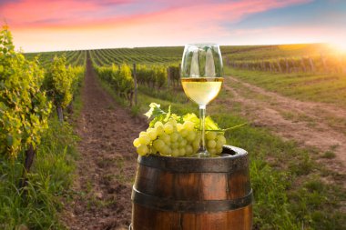 Yaz günbatımında Kanada üzüm bağına bakan soğuk bir bardak şarap.